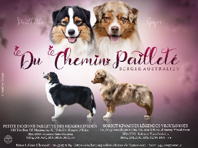 Du Chemin Pailleté - Berger Australien - Portée née le 28/07/2024