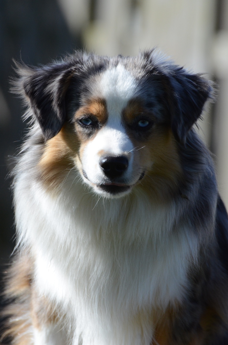 Vogue avec la super flower Du Chemin Pailleté