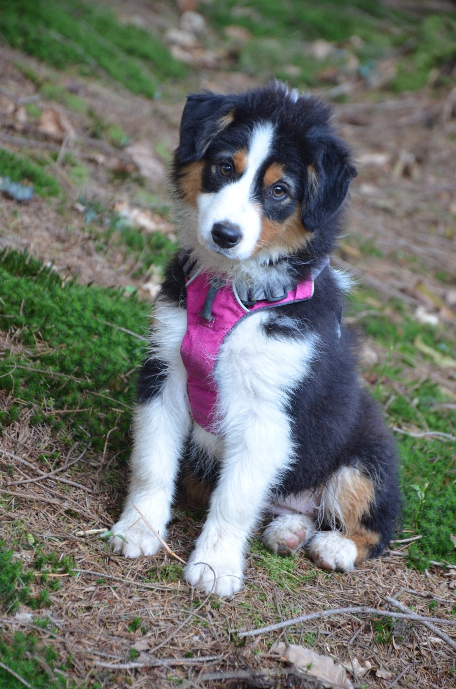 Tropical florida In Parigi