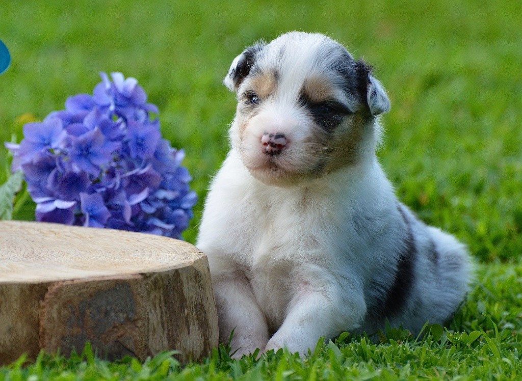 Du Chemin Pailleté - Chiots disponibles - Berger Australien