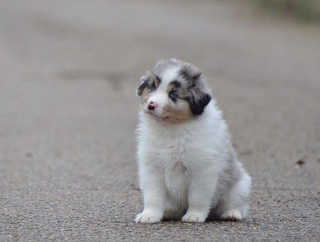 Du Chemin Pailleté - Chiots disponibles - Berger Australien