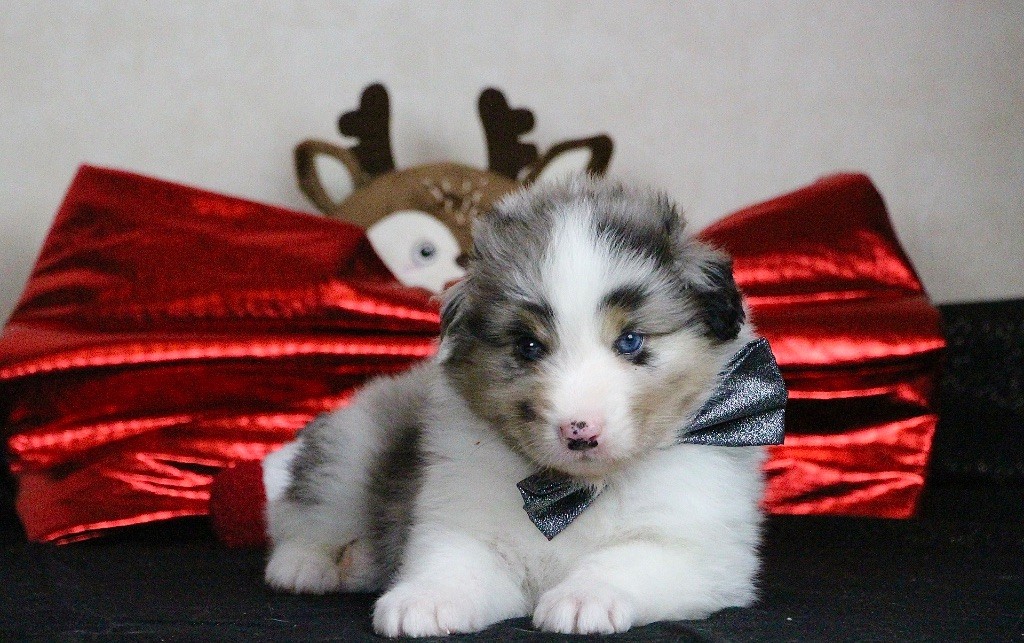 Du Chemin Pailleté - Chiots disponibles - Berger Australien