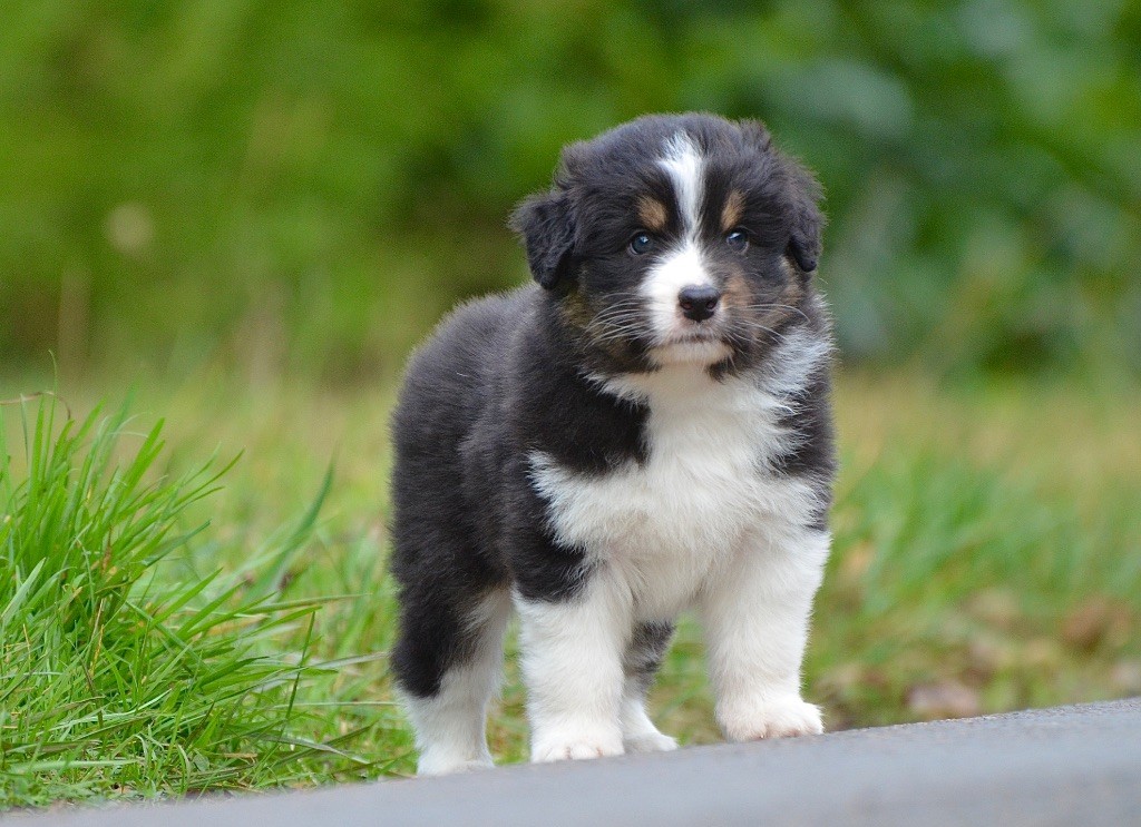 Du Chemin Pailleté - Chiots disponibles - Berger Australien