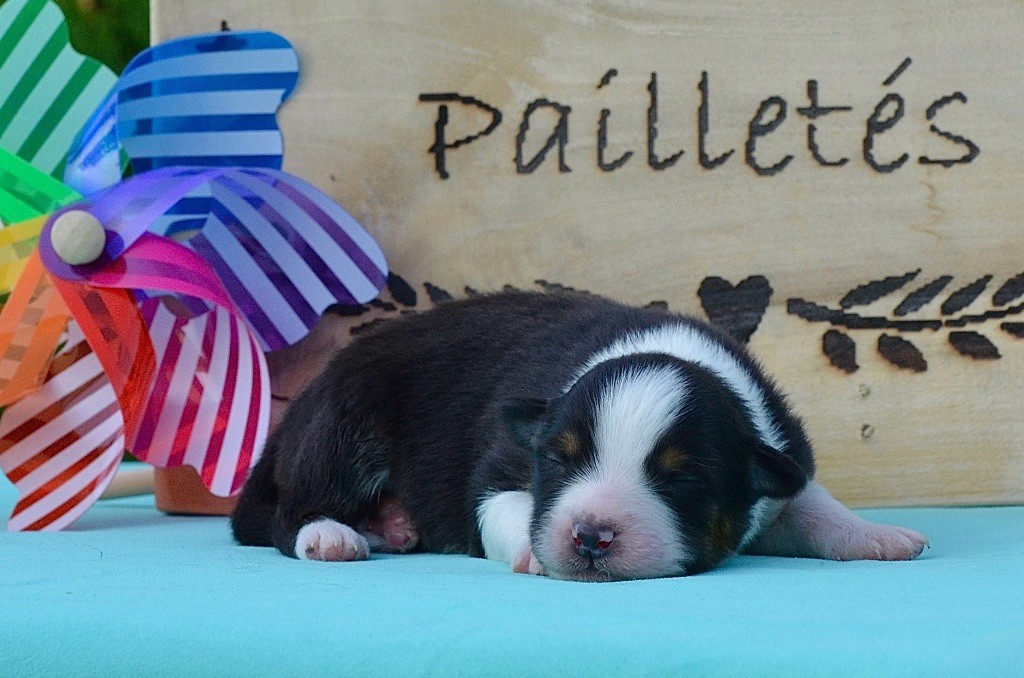 Du Chemin Pailleté - Chiots disponibles - Berger Australien