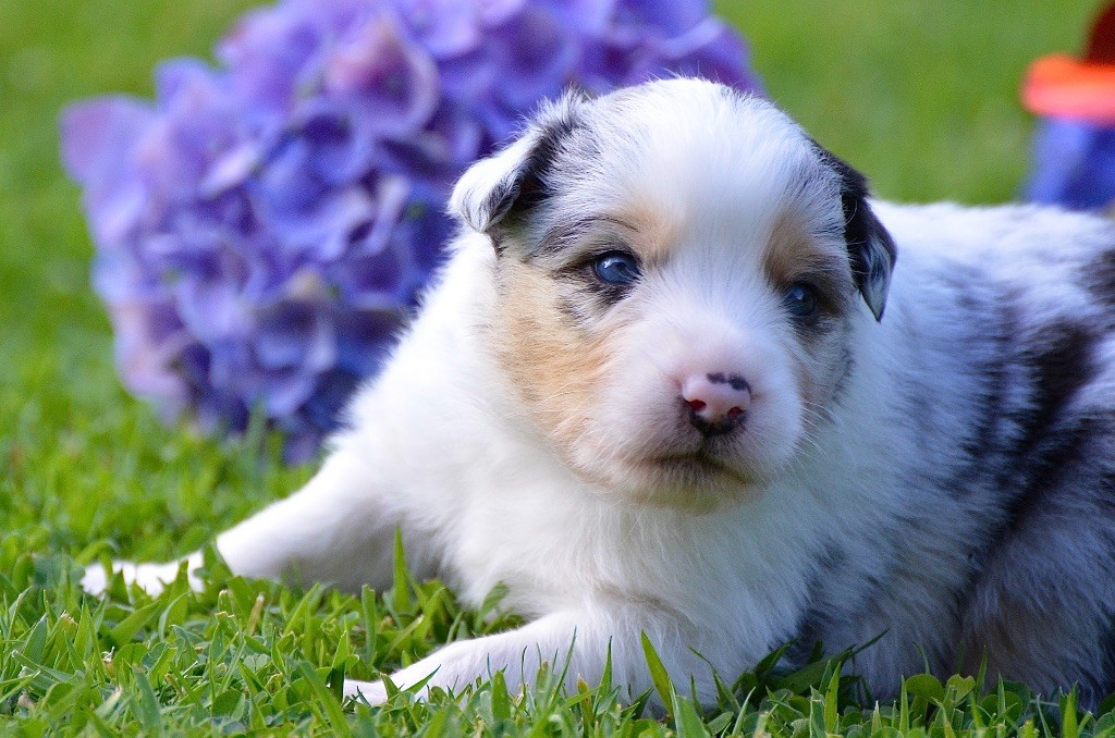 Du Chemin Pailleté - Chiots disponibles - Berger Australien
