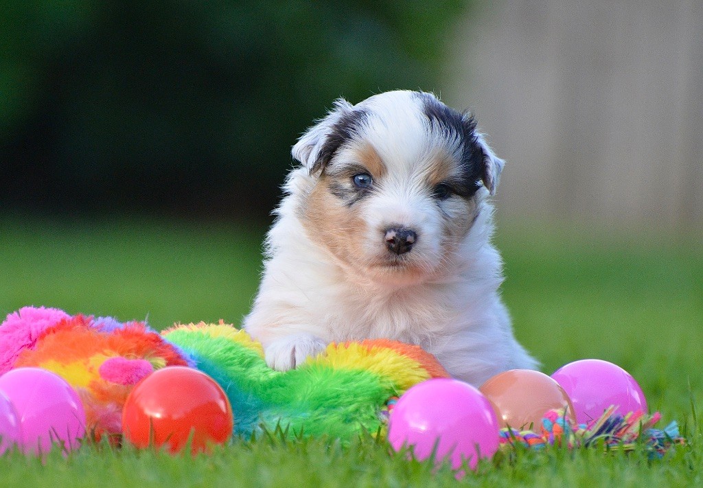 Du Chemin Pailleté - Chiots disponibles - Berger Australien