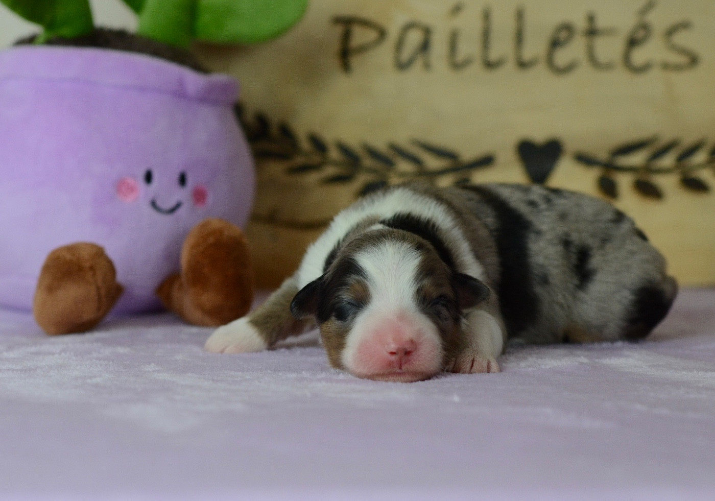 Du Chemin Pailleté - Chiots disponibles - Berger Australien