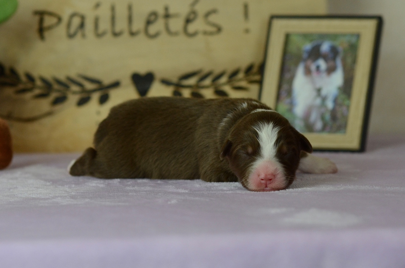 Du Chemin Pailleté - Chiots disponibles - Berger Australien