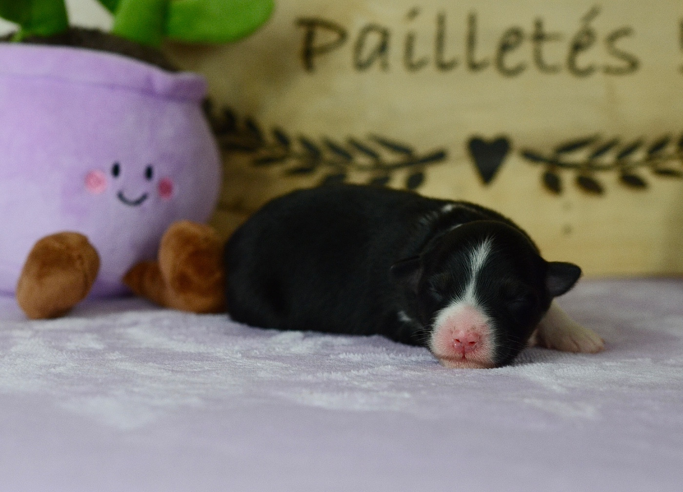 Du Chemin Pailleté - Chiots disponibles - Berger Australien