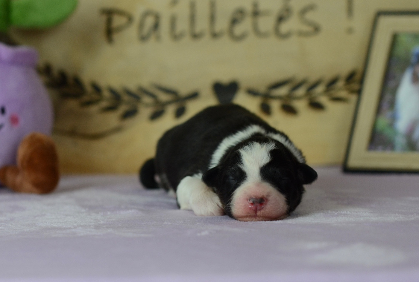 Du Chemin Pailleté - Chiots disponibles - Berger Australien