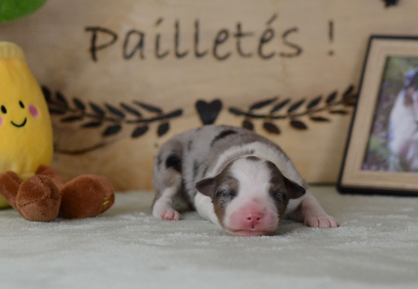 Du Chemin Pailleté - Chiots disponibles - Berger Australien