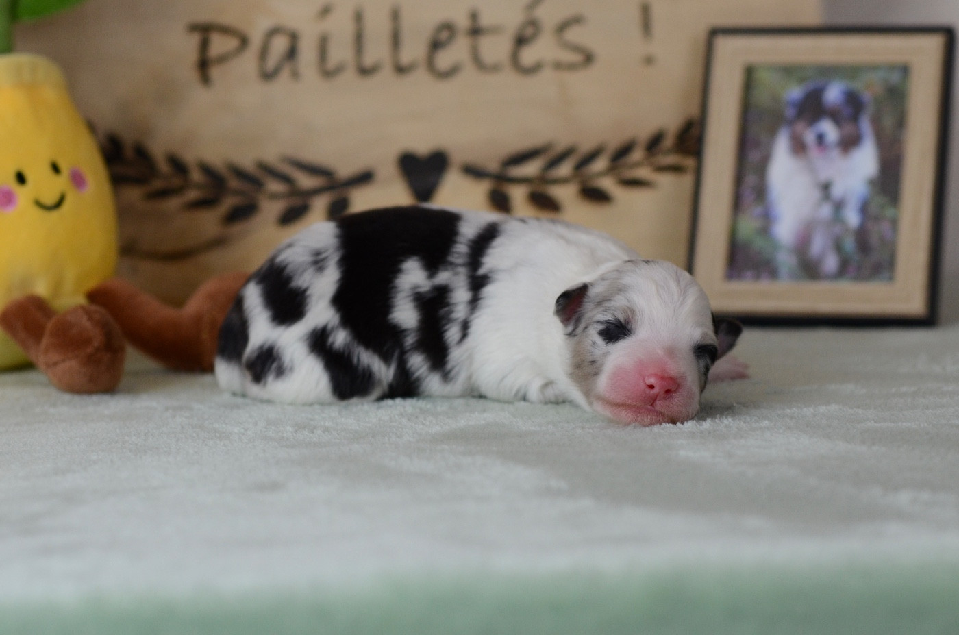 Du Chemin Pailleté - Chiots disponibles - Berger Australien