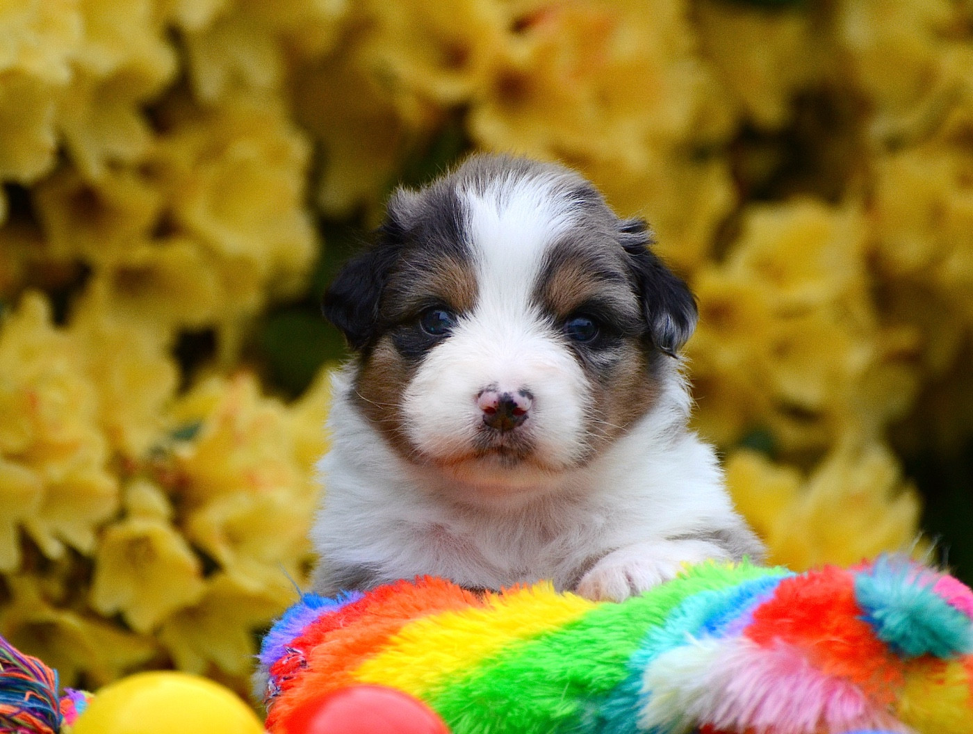 Du Chemin Pailleté - Chiots disponibles - Berger Australien