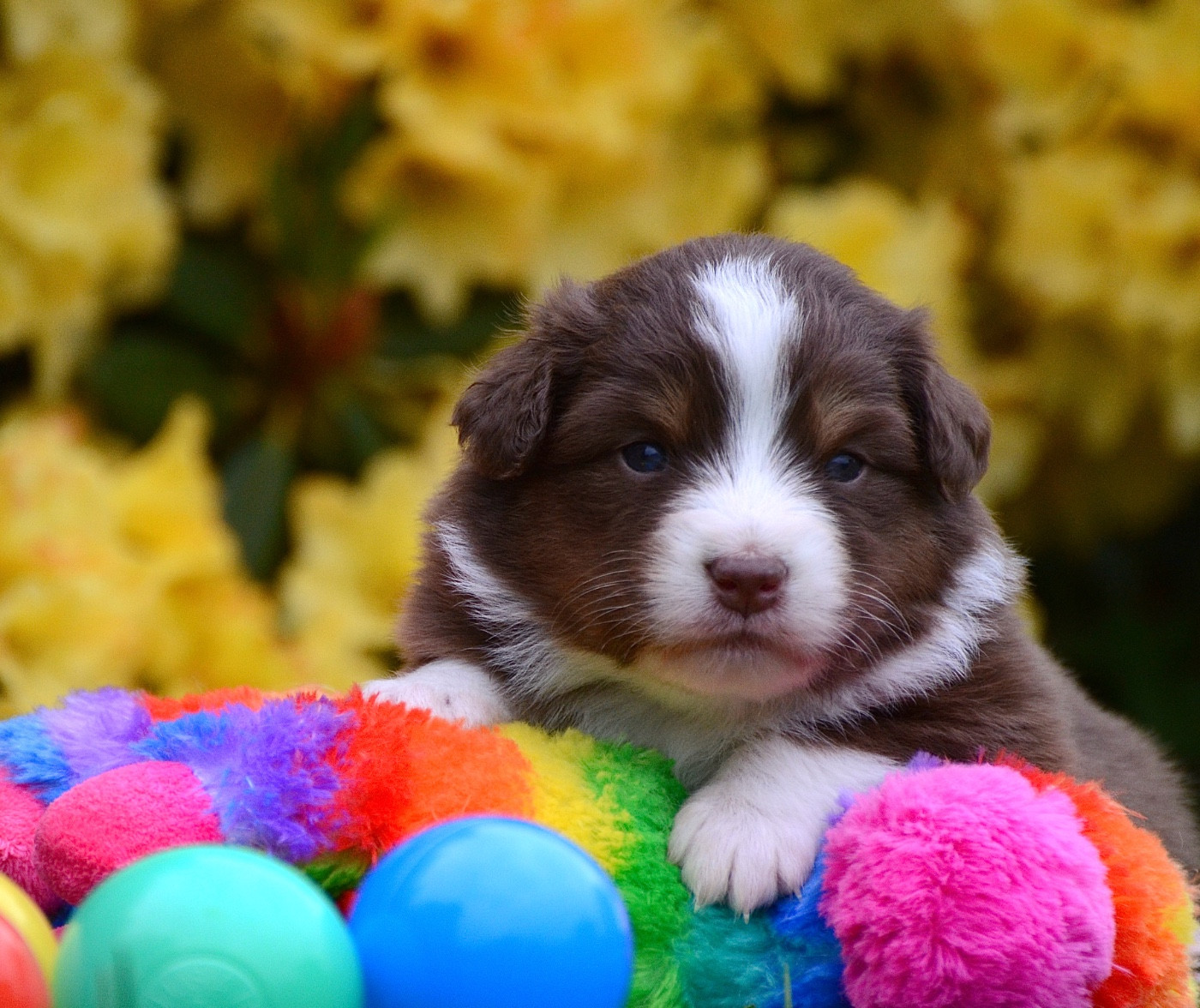 Du Chemin Pailleté - Chiots disponibles - Berger Australien