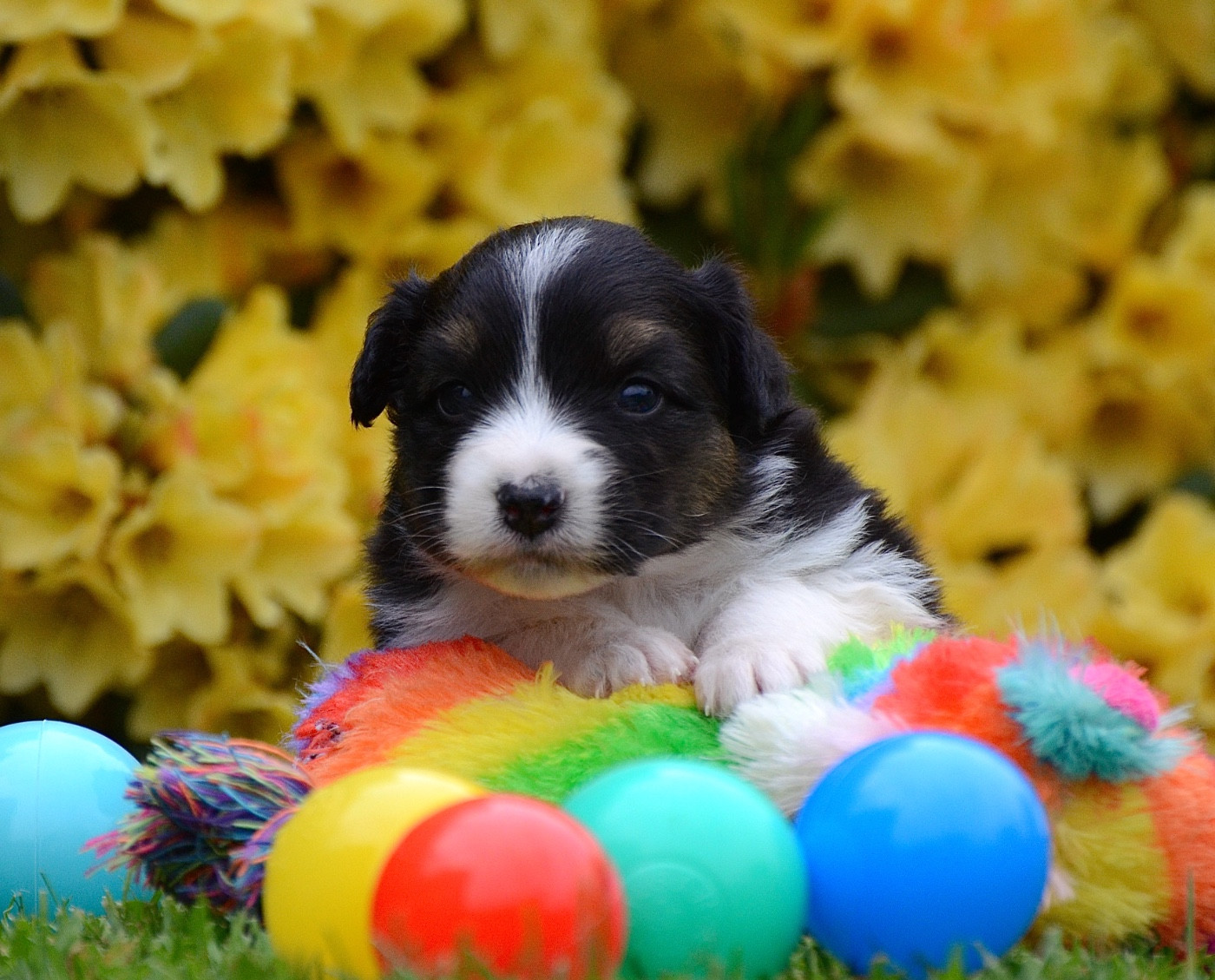 Du Chemin Pailleté - Chiots disponibles - Berger Australien