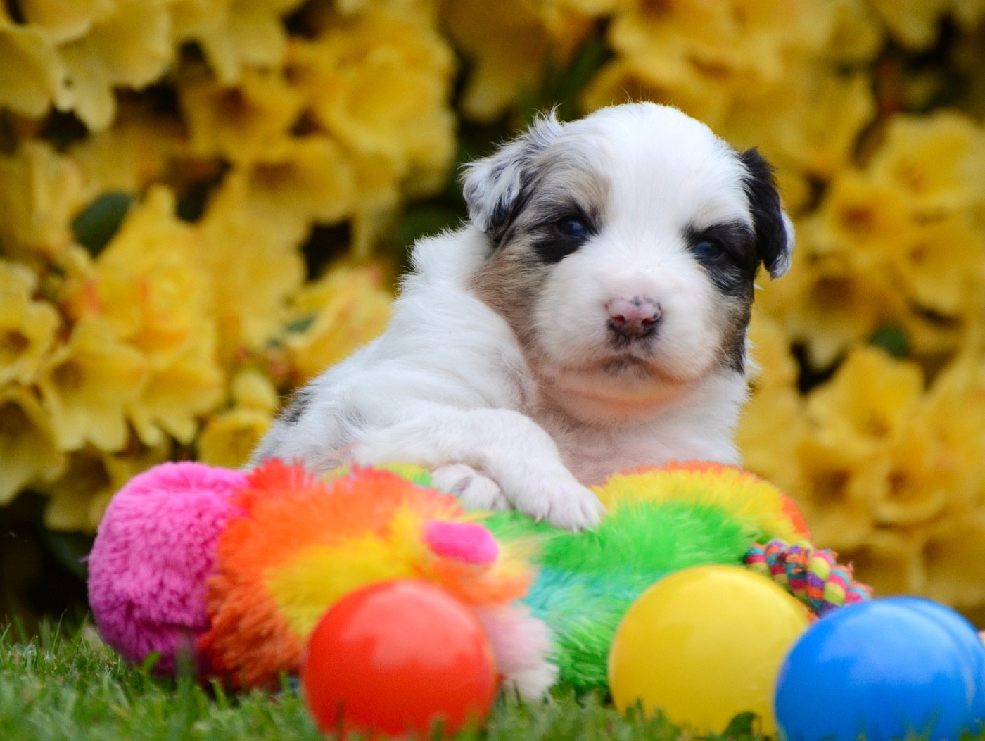 Du Chemin Pailleté - Chiots disponibles - Berger Australien