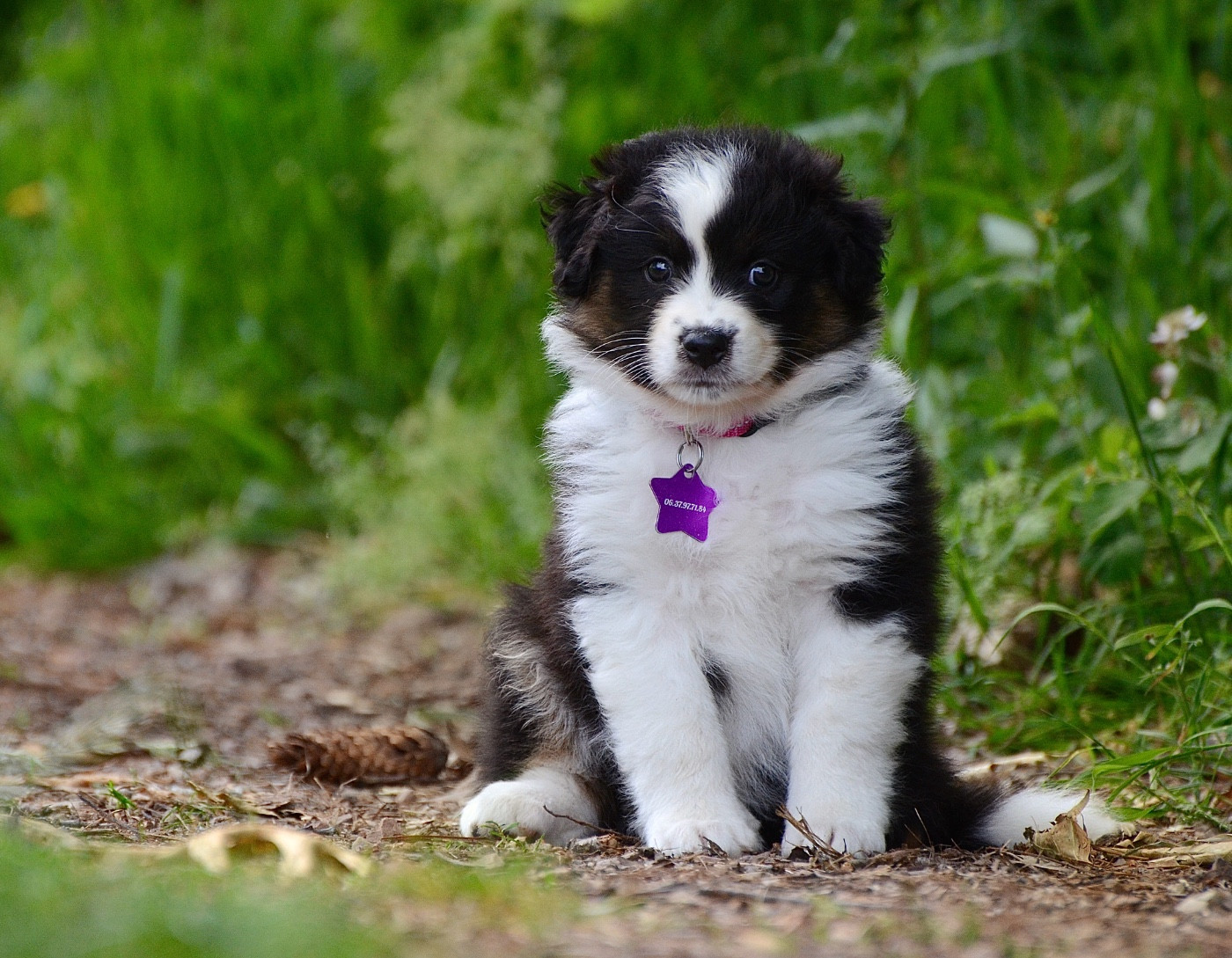 Du Chemin Pailleté - Chiots disponibles - Berger Australien
