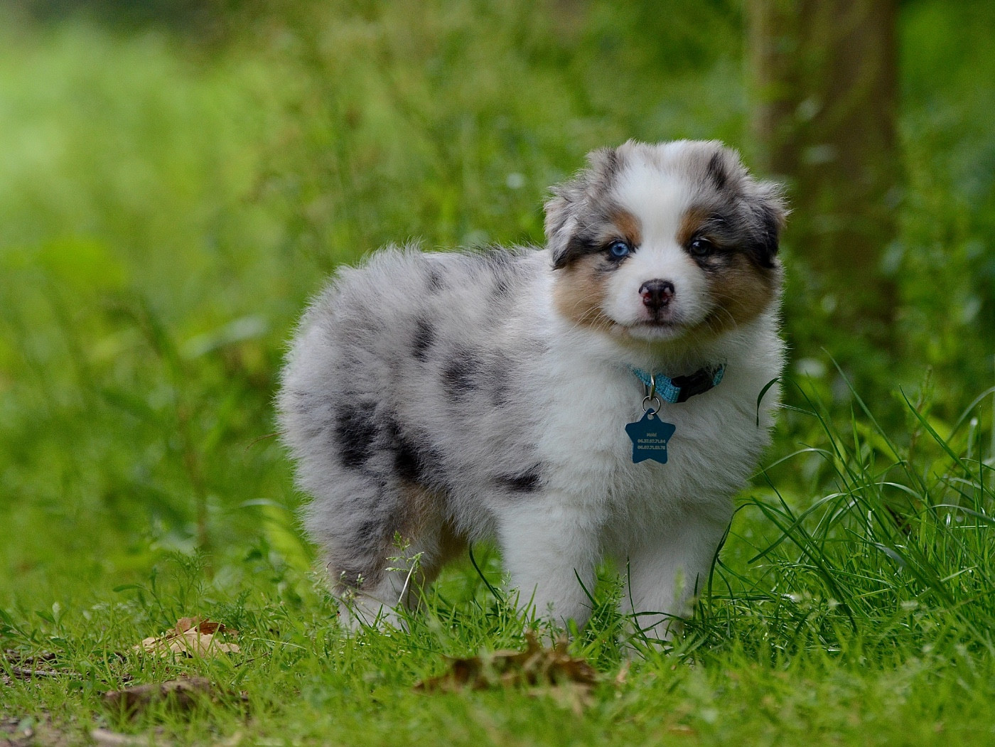 Du Chemin Pailleté - Chiots disponibles - Berger Australien