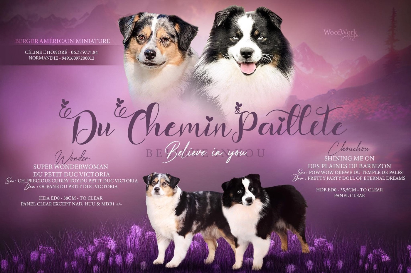 Du Chemin Pailleté - Berger Américain Miniature  - Portée née le 08/04/2026