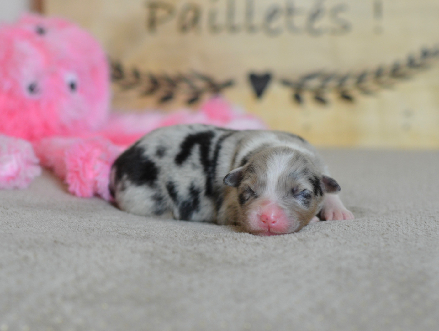 Du Chemin Pailleté - Chiots disponibles - Berger Australien