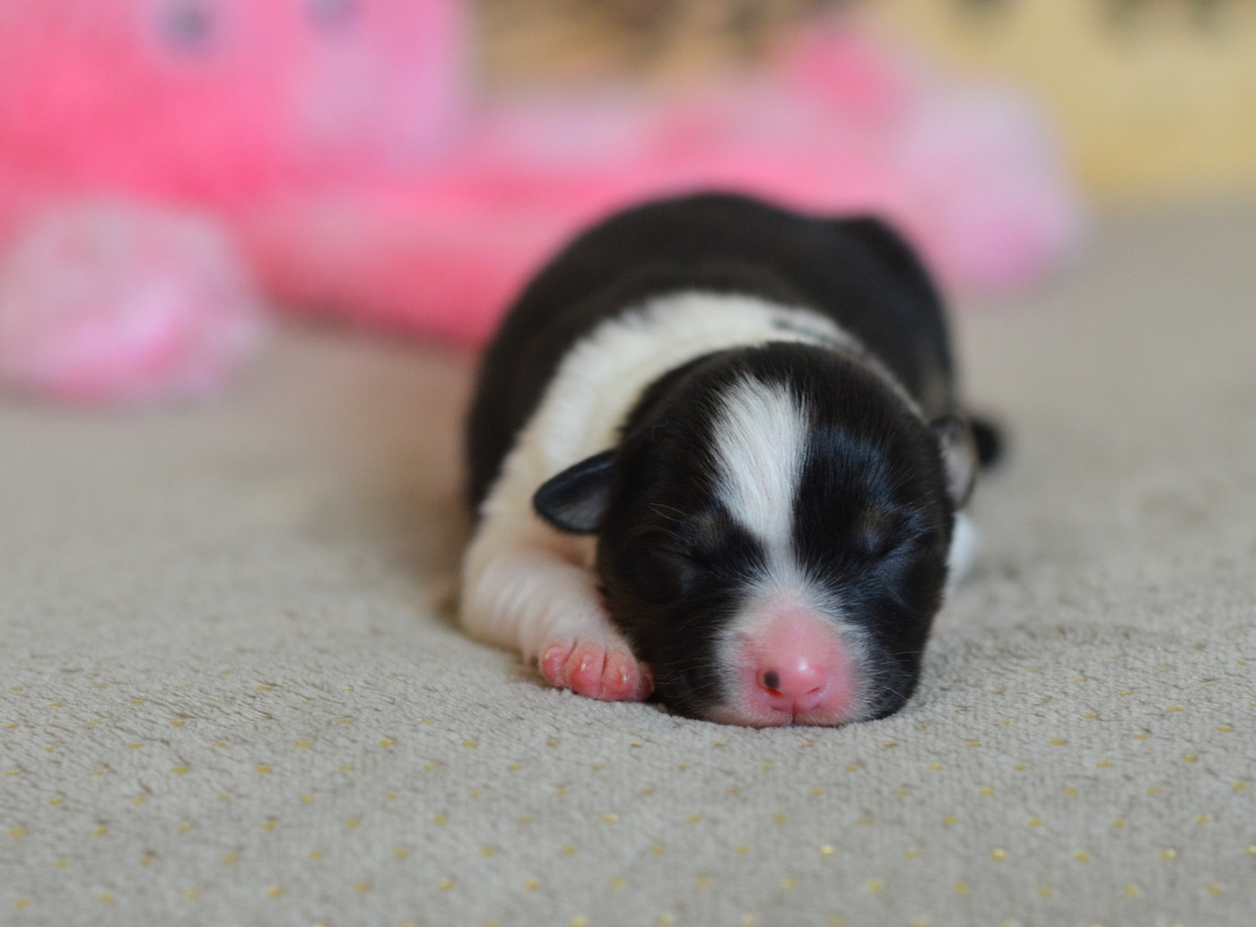 Du Chemin Pailleté - Chiots disponibles - Berger Australien