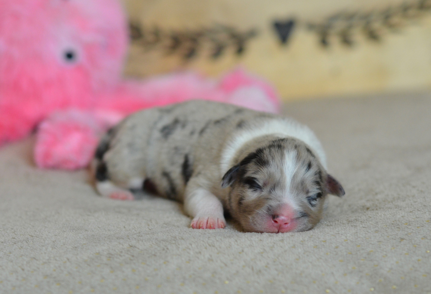 Du Chemin Pailleté - Chiots disponibles - Berger Australien