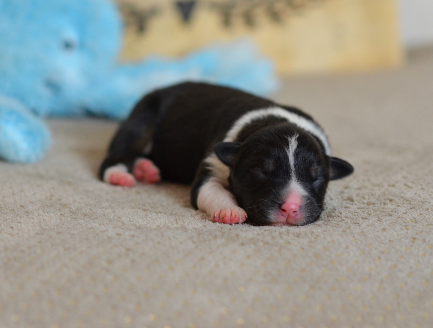 Du Chemin Pailleté - Chiots disponibles - Berger Australien