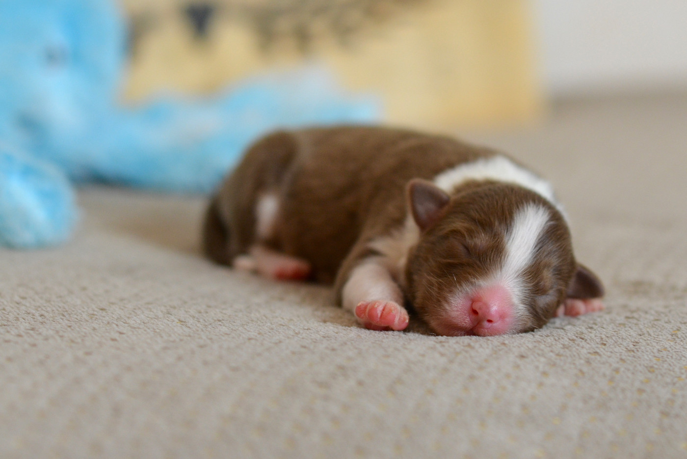 Du Chemin Pailleté - Chiots disponibles - Berger Australien