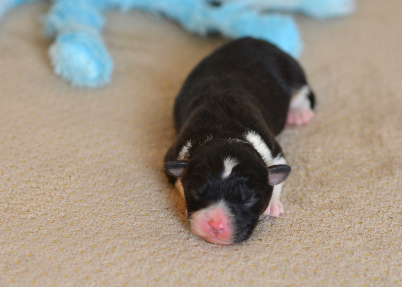 Du Chemin Pailleté - Chiots disponibles - Berger Australien