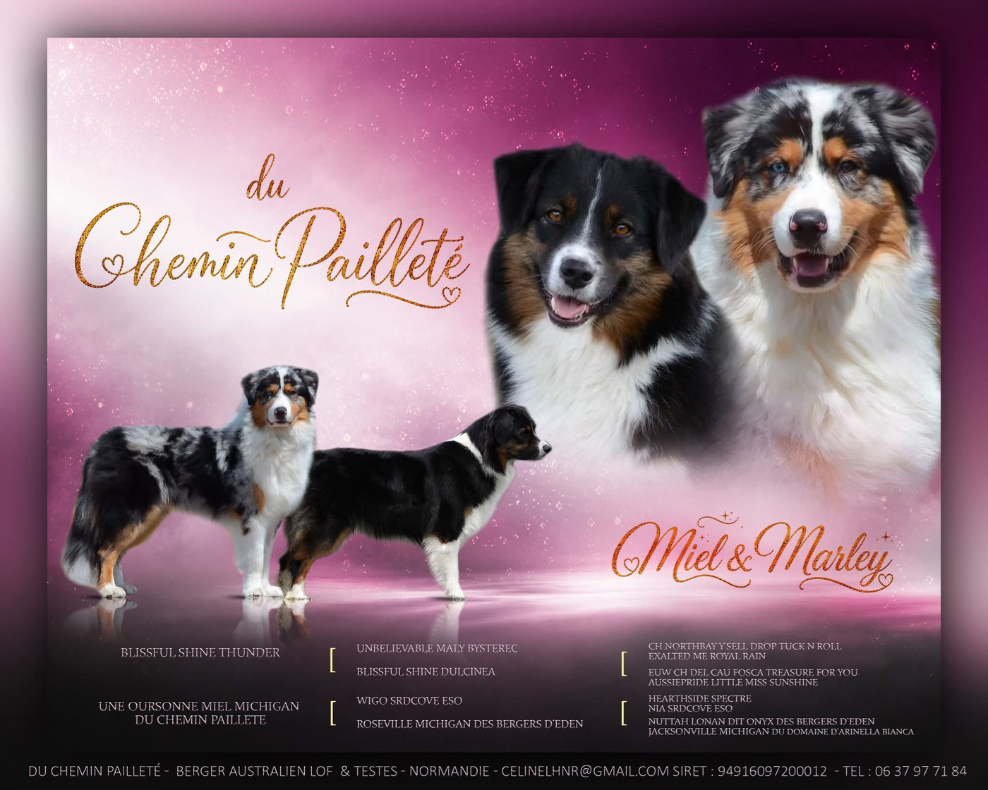 Du Chemin Pailleté - Berger Australien - Portée née le 24/09/2026