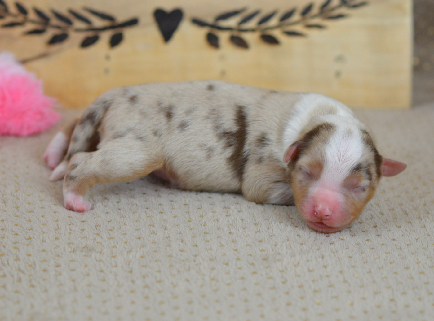 Du Chemin Pailleté - Chiots disponibles - Berger Américain Miniature 