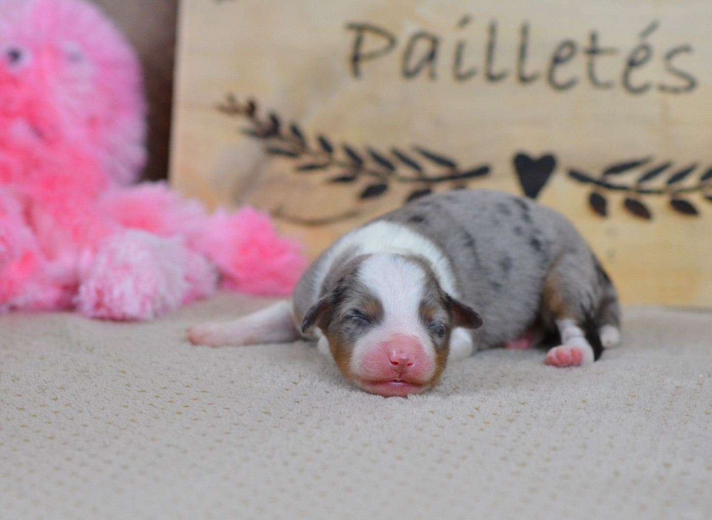 Du Chemin Pailleté - Chiots disponibles - Berger Américain Miniature 