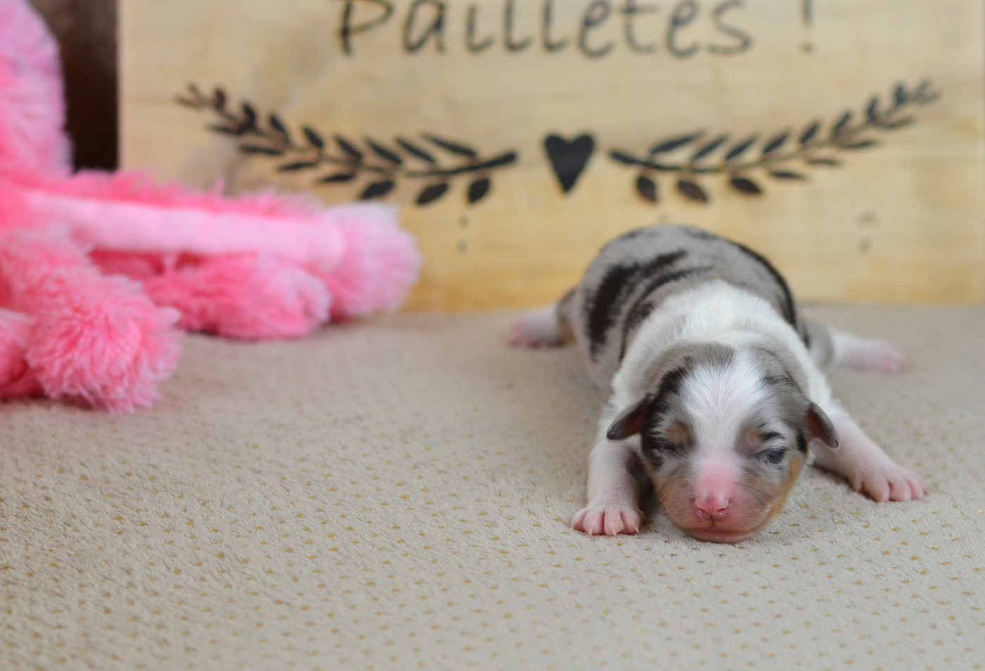 Du Chemin Pailleté - Chiots disponibles - Berger Américain Miniature 
