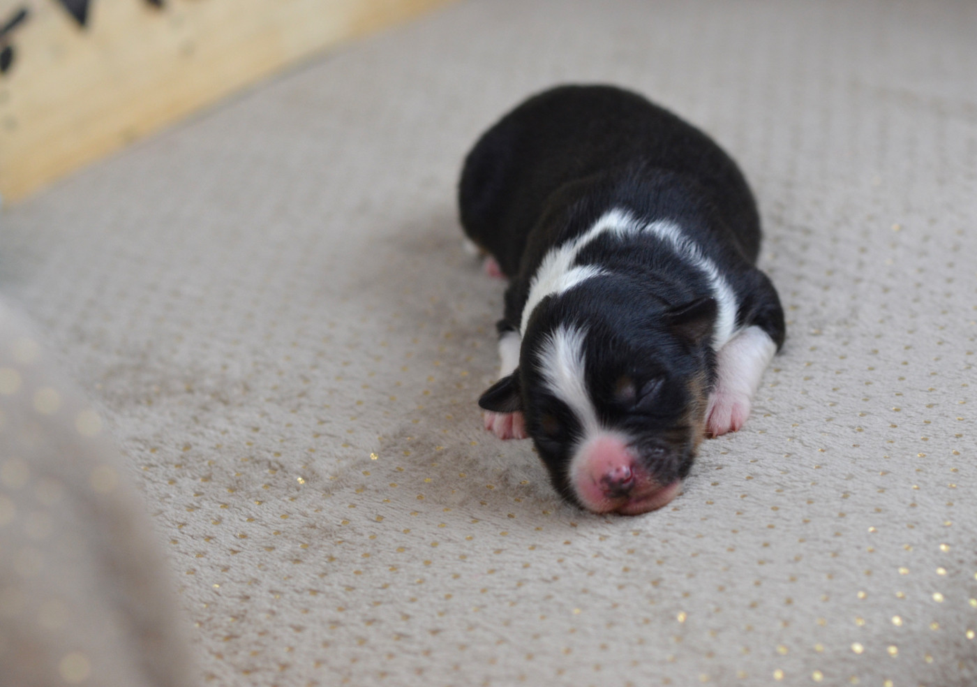 Du Chemin Pailleté - Chiots disponibles - Berger Américain Miniature 
