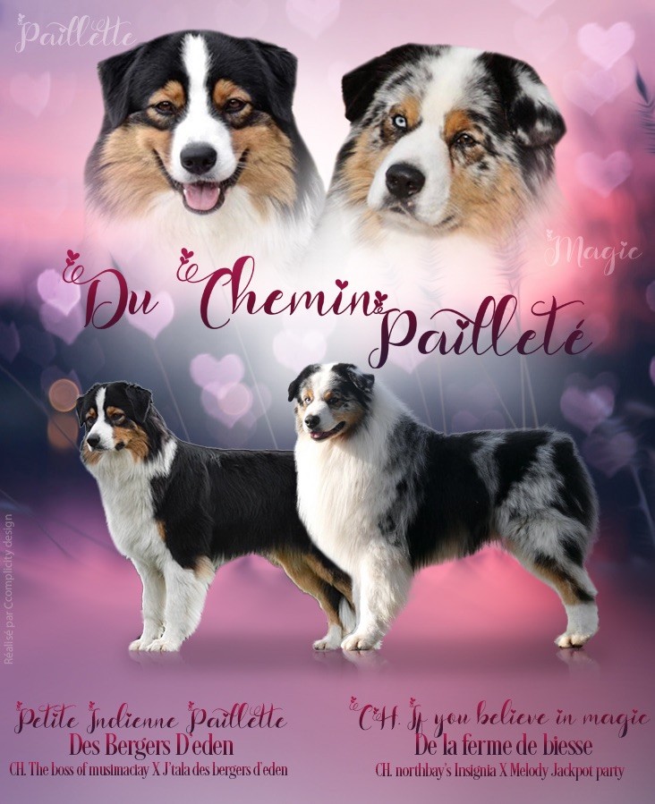 Du Chemin Pailleté - Berger Australien - Portée née le 03/06/2021