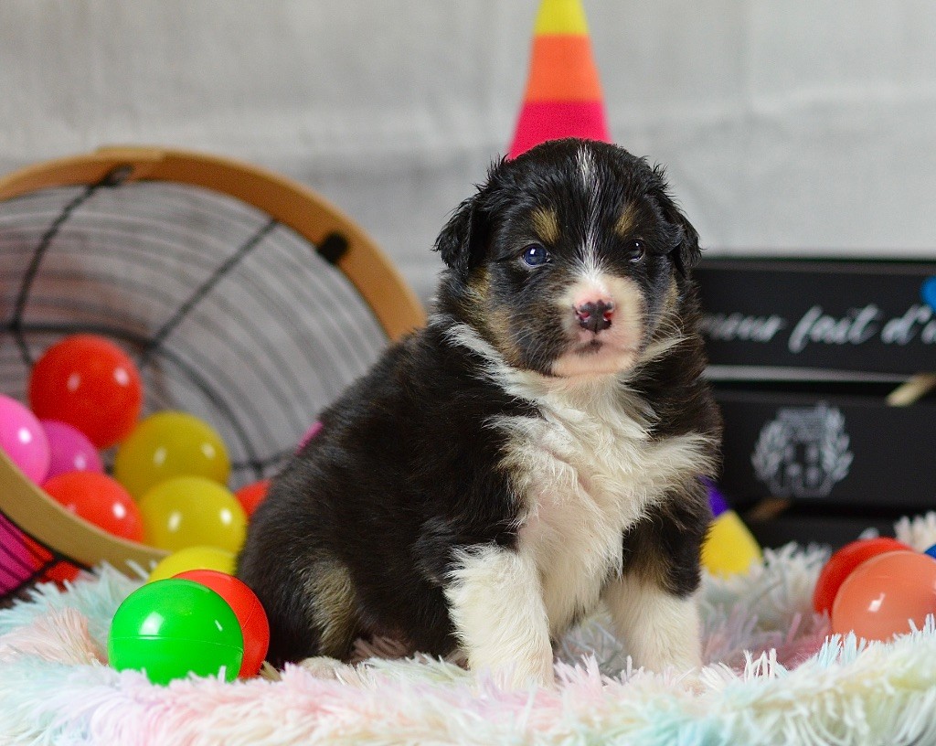 Du Chemin Pailleté - Chiots disponibles - Berger Australien