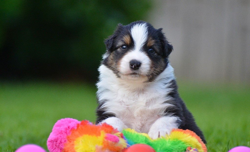 Du Chemin Pailleté - Chiots disponibles - Berger Australien