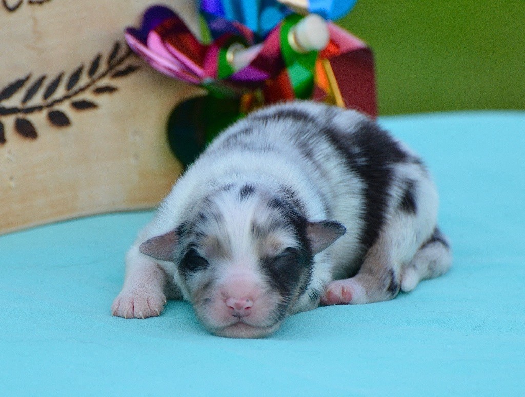 Du Chemin Pailleté - Chiots disponibles - Berger Australien