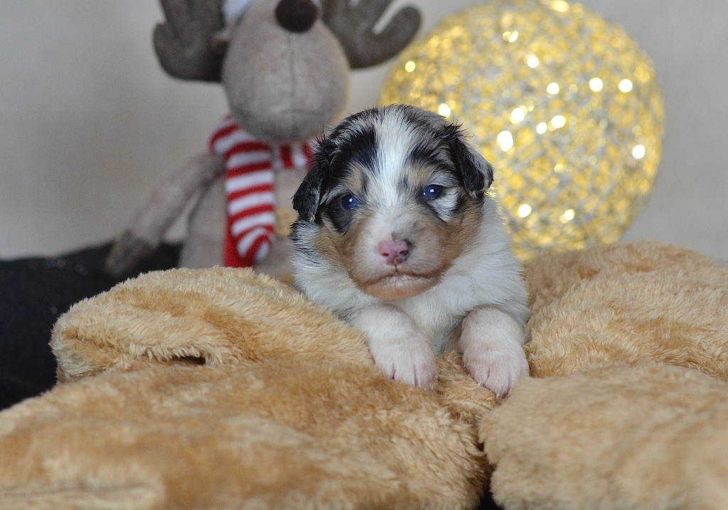 Du Chemin Pailleté - Chiots disponibles - Berger Australien