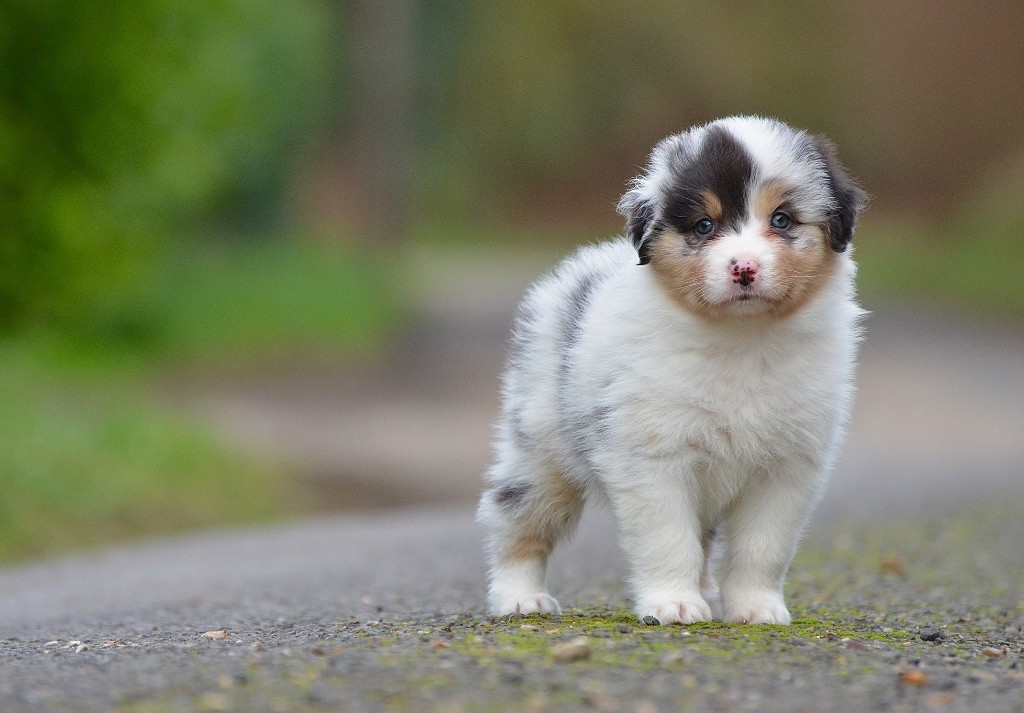 Du Chemin Pailleté - Chiots disponibles - Berger Australien