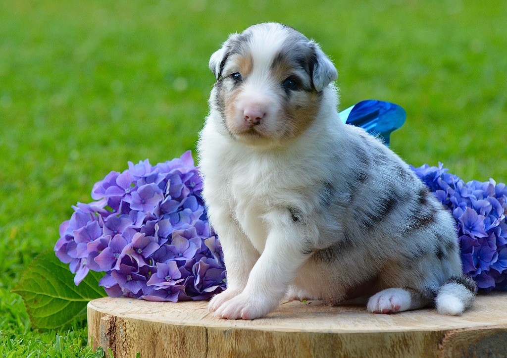 Du Chemin Pailleté - Chiots disponibles - Berger Australien