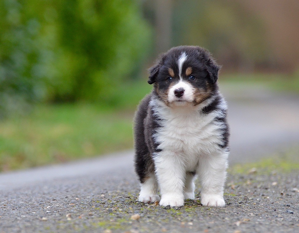 Du Chemin Pailleté - Chiots disponibles - Berger Australien