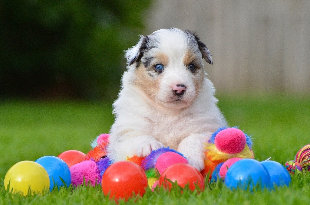Du Chemin Pailleté - Chiots disponibles - Berger Australien