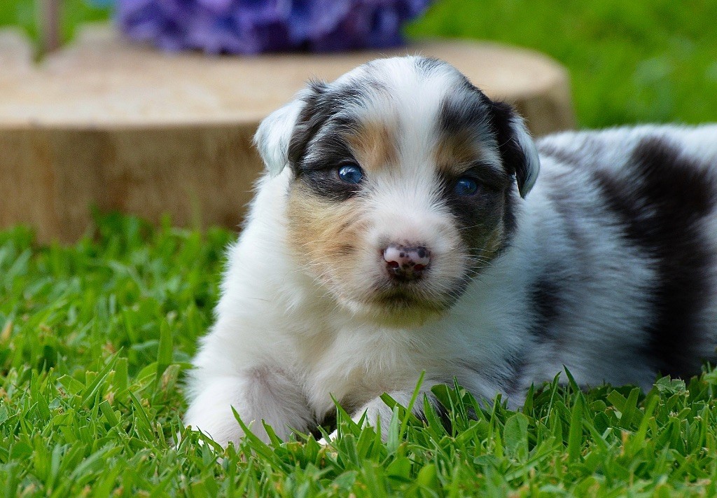 Du Chemin Pailleté - Chiots disponibles - Berger Australien
