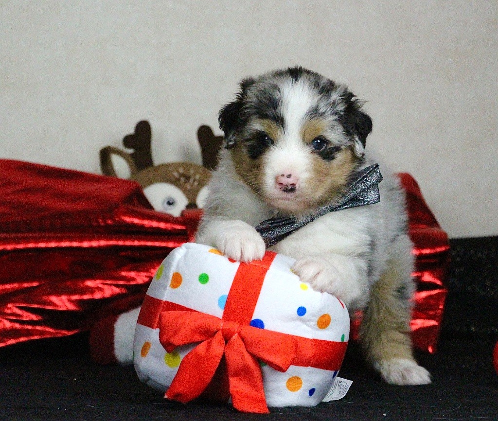 Du Chemin Pailleté - Chiots disponibles - Berger Australien