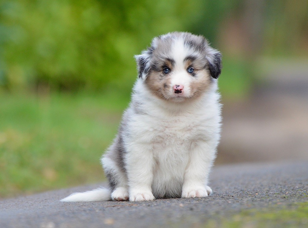 Du Chemin Pailleté - Chiots disponibles - Berger Australien