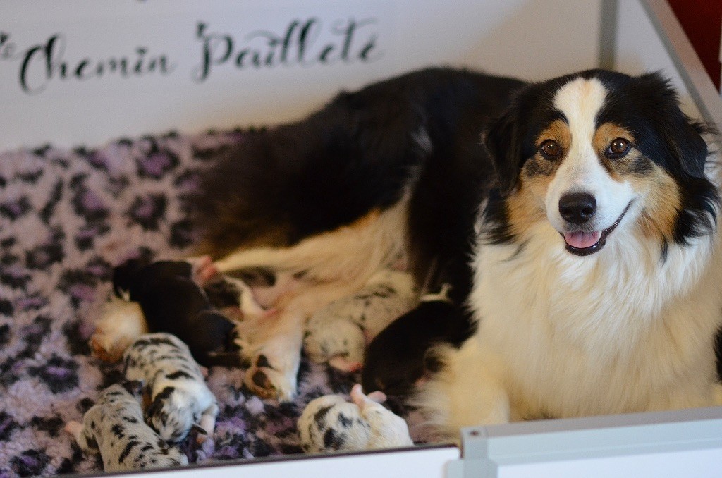 Chiot Berger Australien Du Chemin Pailleté