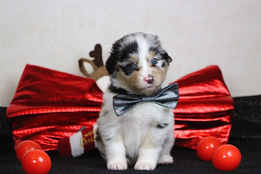 Du Chemin Pailleté - Chiots disponibles - Berger Australien