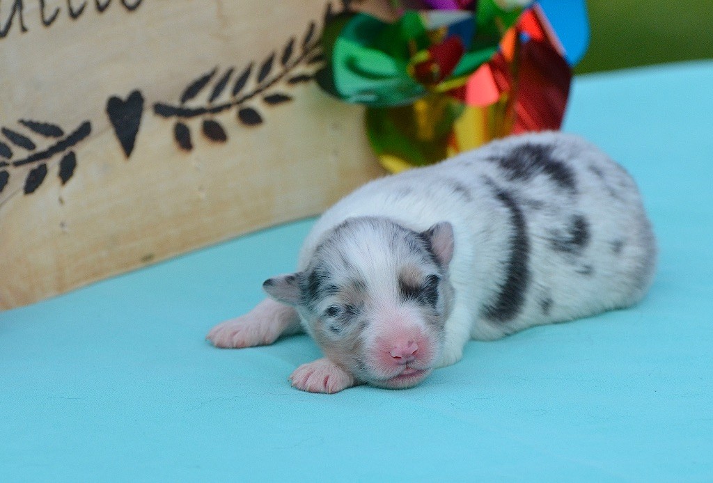Du Chemin Pailleté - Chiots disponibles - Berger Australien