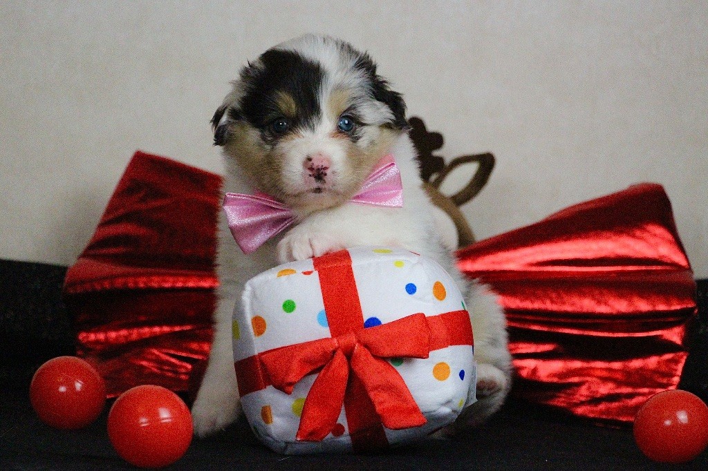 Du Chemin Pailleté - Chiots disponibles - Berger Australien